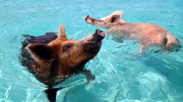 Animales privilegiados: Conoce la playa de los cerdos nadadores - 5