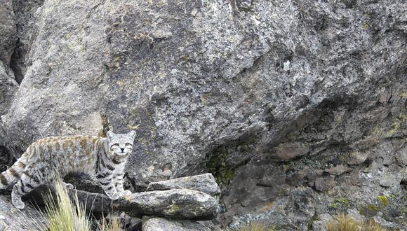 Pocos estudiosos del gato andino han podido verlo. En Perú no habría más de 50 registros del félido  a través de cámaras trampa. Foto: Pro Carnívoros.