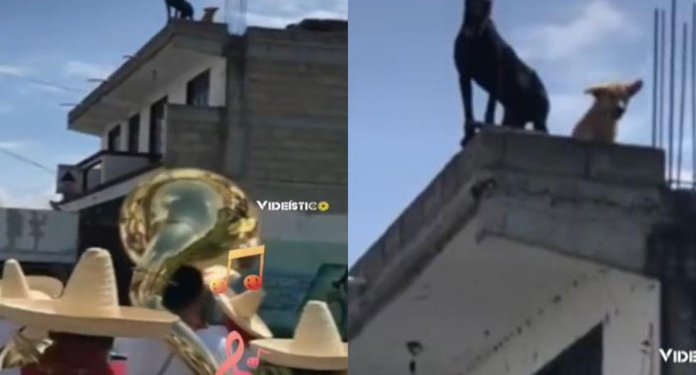 viral video  TikTok puppy sweeps to dance on the roof while listening to a live orchestra |  TiKTok |  Mexico |  nnda nnrt |  Viral