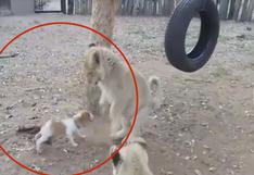 En desventaja, este pequeño perro defendió su alimento de tres leones
