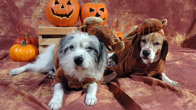 Halloween y mascotas: a prevenir antes que festejar - 1