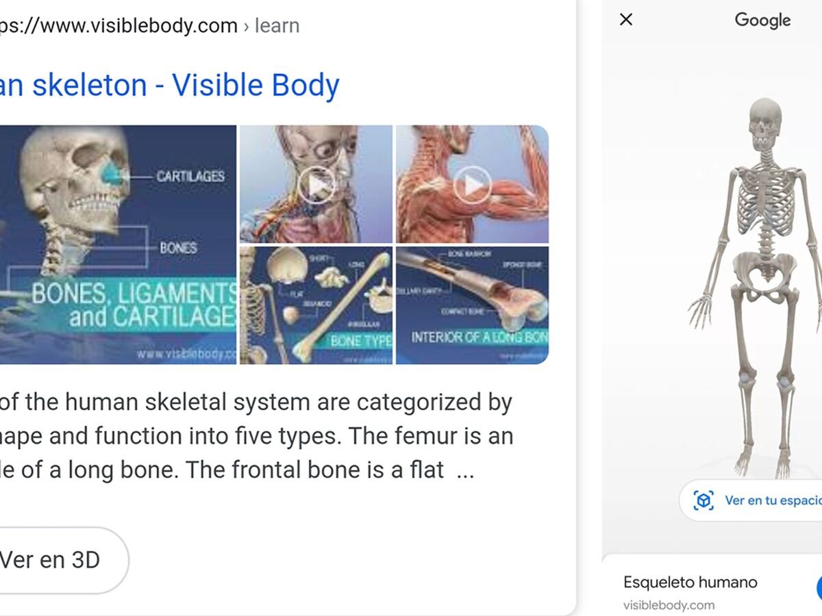 Google, Tutorial, cómo activar el esqueleto humano en 3D desde tu celular, How to active skeleton human body in smartphone, Realidad aumentada, Descargar, Download, Aplicaciones