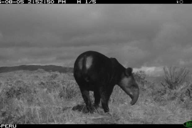 Desde el 2018, SBC Perú monitorea al tapir de montaña en las localidades de Tucto [Lambayeque] y Gramalote [La Libertad]. Foto: SBC Perú.