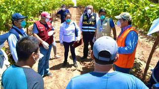 Coronavirus en Perú: Encuentran a 400 trabajadores sin protección en un fundo agrícola en Ica