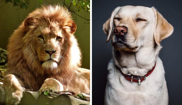 Este valiente perrito le enseñó quién es el jefe a este par de leones. (Crédito: Pexels/Referencial)
