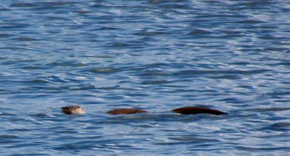 El misterio del Monstruo del Lago Ness habría sido resuelto. (Foto: Jonathan Wills)