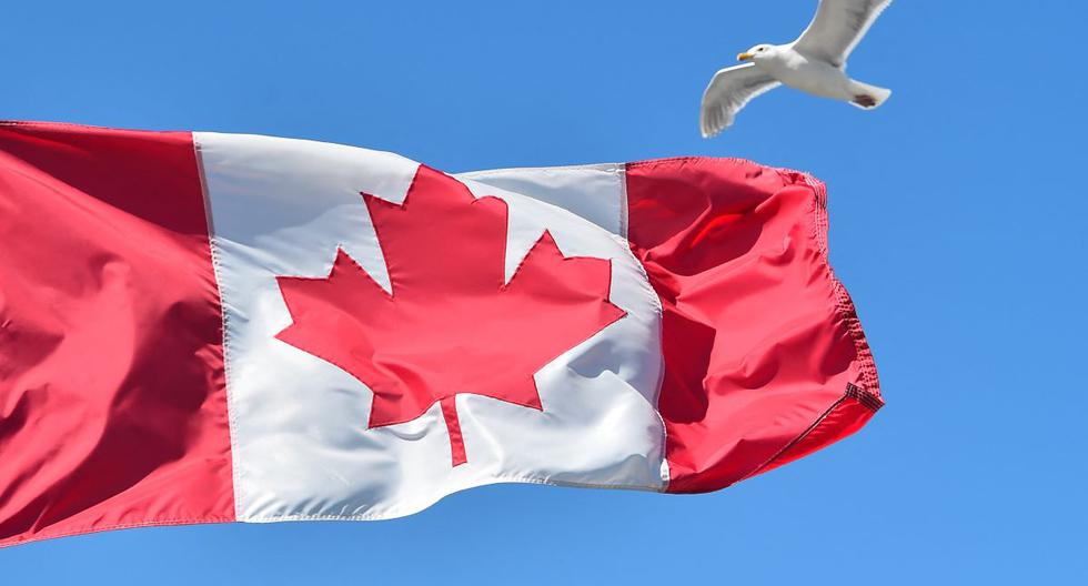 Una gaviota vuela sobre una bandera de Canadá en Vancouver. (AFP PHOTO/NICHOLAS KAMM).