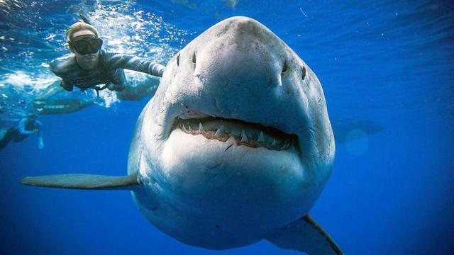 Los enorme tiburón blanco tenía unos seis metros de largo y su peso aproximado era de unas 2,5 toneladas. (Foto: Reuters)