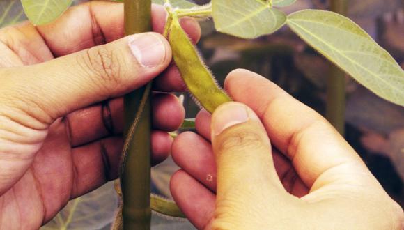 Brasil extrae compuesto contra el sida de la soya transgénica