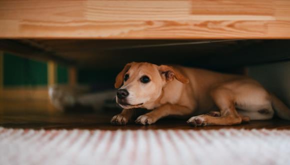 Si su mascota se oculta debajo de un mueble o cama al dar las doce, es mejor mantenerla en ese lugar, pues lo reconoce como seguro. Retirarla para abrazarla causa más tensión. (Foto: iStock)