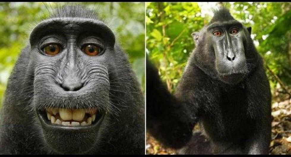 Mono de selfie histórico sigue en batalla legal. (Foto: Wikipedia)