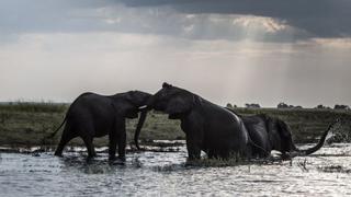 El número de elefantes se reduce en un 60% en Tanzania