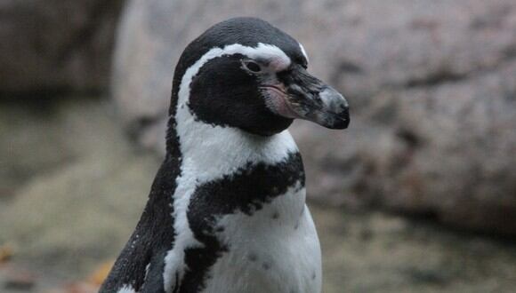 Uno de los factores que habría influido en la muerte de pingüinos sería la superpoblación de estos debido a la abundancia de alimento. Al haber más animales, estos debieron salir de sus colonias antes de tiempo.&nbsp;&nbsp;(Referencial - Pixabay)