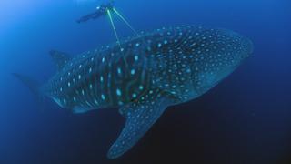 Tiburón ballena: la fragilidad del pez más grande del mundo