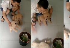 Facebook: una persona china aplica el peor y más criticado método de enseñanza a su cachorro | Video