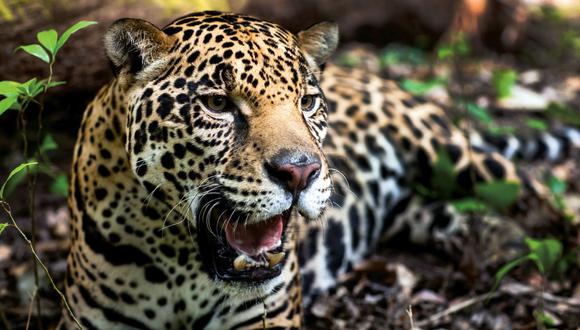 México: Especialistas afirman que obra de Tren Maya afectará a jaguares. Foto referencial: AFP