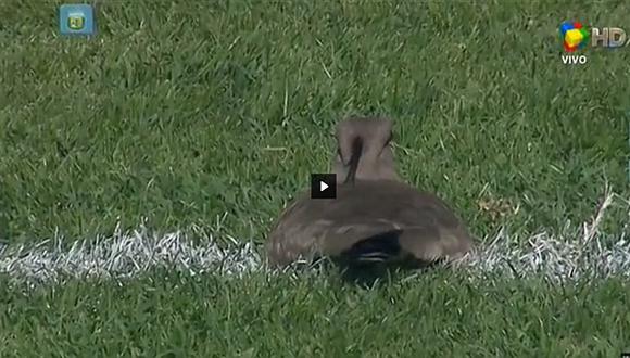 VIDEO: Ave puso huevos en la cancha en pleno Racing-Banfield