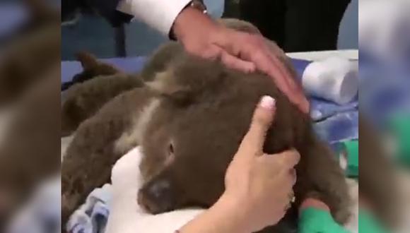Facebook viral | Australia: conoce el inspirador hospital de koalas creado por voluntarios