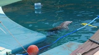 Yaku y Wayra, delfines que sobreviven en pésimas condiciones