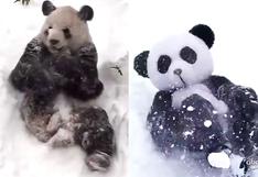 Conoce al abominable hombre panda de las nieves