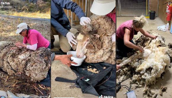 ¡Asombroso! Increíble transformación de oveja rescatada a punto de morir por no mudar 40 kilos de lana | VIDEO (Foto: TikTok/edgarsmission).
