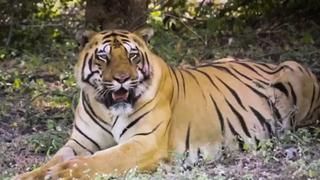 Estados Unidos: un tigre da positivo por coronavirus en zoológico de Nueva York