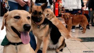 Estados Unidos: El escándalo de los falsos perros guía