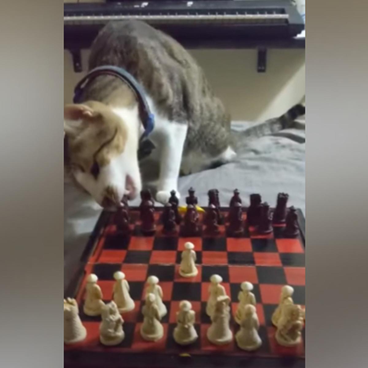 El ajedrez online tiene un nuevo campeón: un gatito virtual que pone en  jaque a maestros y aficionados
