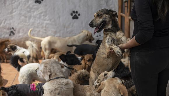 Hoy 7 albergues en Lima están afiliados a WUF. Uno de ellos es Wasi wau, ubicado en Cieneguilla, en donde viven aproximadamente 100 perros que aún buscan un hogar. (Foto: César Campos)