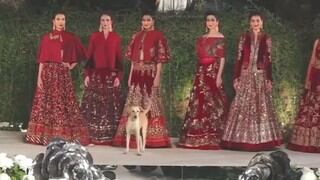 Un perro callejero sube a la pasarela y se roba el show en desfile de modas de Bombay