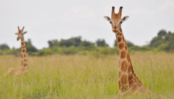 Análisis revela cuatro especies de jirafas, no solo una