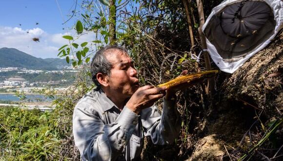 Yip Ki Hok se mueve lenta y cuidadosamente, luego sopla en la colmena para reunir a las abejas en una jaula de alambre cubierta con una bolsa blanca con cordón. (Foto: AFP)