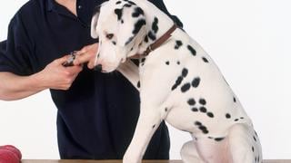 Mantén las uñas de tus mascotas cortas y en buen estado