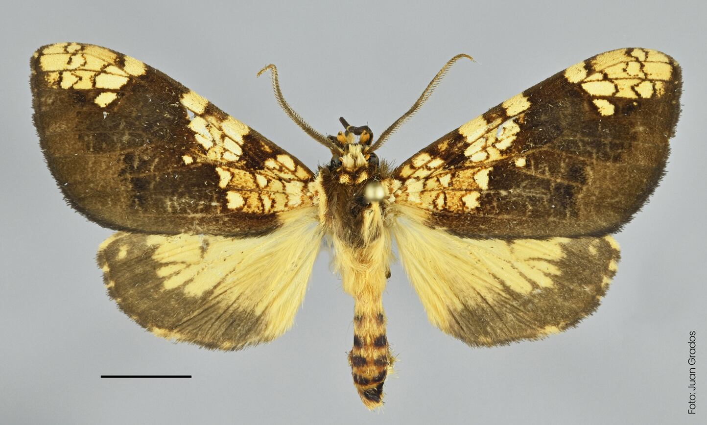 Esta es la nueva especie de mariposa descubierta en Machu Picchu. (Imagen: Difusión)