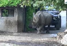 Murió el rinoceronte blanco más viejo del mundo
