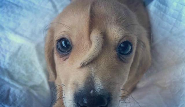 Se viralizó en Facebook la historia de Narwhal, un perrito que nació con una cola en su frente. (Foto: Facebook/Mac the pitbull)