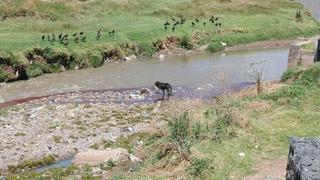 La búsqueda para recuperar el contaminado río Huatanay de Cusco