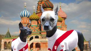 Perro peruano protagoniza tierno afiche tras clasificación a Rusia 2018