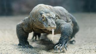 El dragón de Komodo le revela a la ciencia uno de sus mayores secretos evolutivos