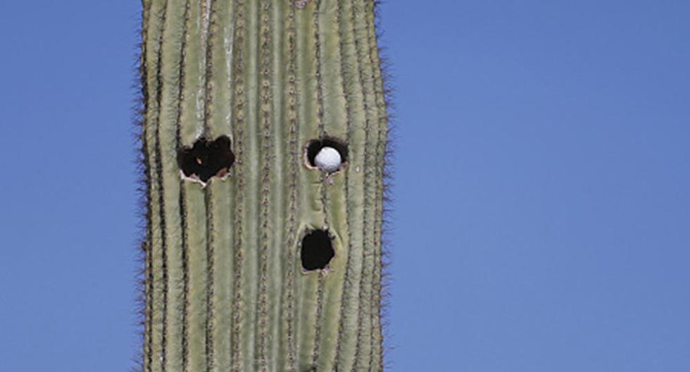 ¿Te imaginas microchips en las plantas? El objetivo es para que no roben gigantescos cactus en Arizona. ¿Será para algo más? (Foto: Getty Images)