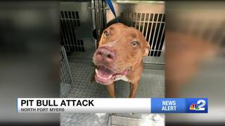 Pitbull de la familia mutila a un niño de 2 años en Florida y la madre pide que mascota sea sacrificada