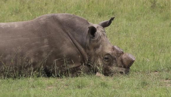 Sudáfrica planea permitir comercio de cuernos de rinoceronte