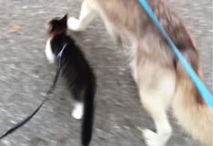 YouTube: esta gatita se cree perro y pasea con correa