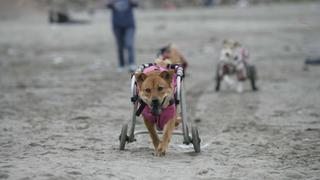 Milagros Perrunos: un hogar para perros discapacitados [FOTOS]