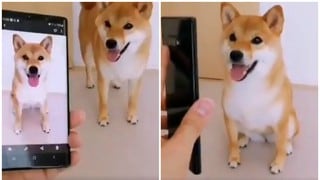 La peculiar reacción de un perro al ver una fotografía suya hace reír a miles en las redes