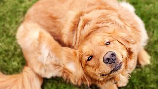 Cuida su pelo: Tu mascota podría tener caspa