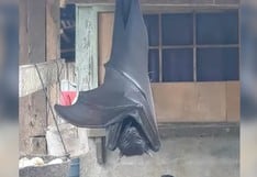 Se viralizó la foto de un murciélago de “tamaño humano”: lo que debes saber sobre esta especie
