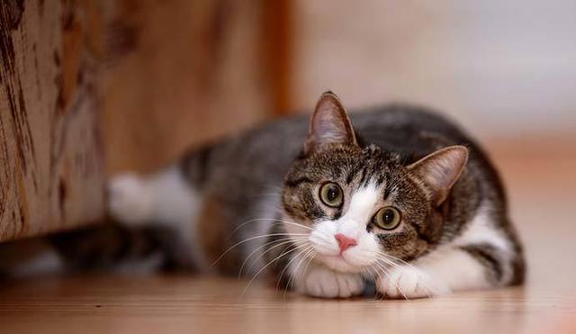 Gato quedó atrapado cuatro días en una chimenea y su rescate sorprende a miles.