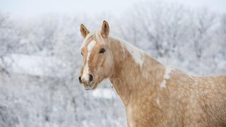 Caballo impresiona en YouTube por sus peculiares movimientos en la nieve