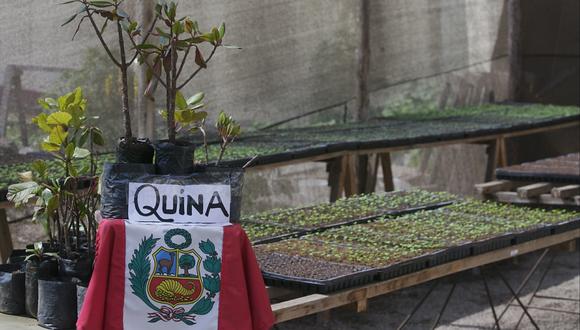 El árbol de la quina es representado en el escudo nacional. Lamentablemente, las autoridades no se han preocupado por su conservación. (Foto: Félix Ingaruca/Archivo El Comercio)